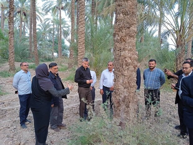     توسعه صنایع تغییر خرما و تکمیلی در استان بوشهر