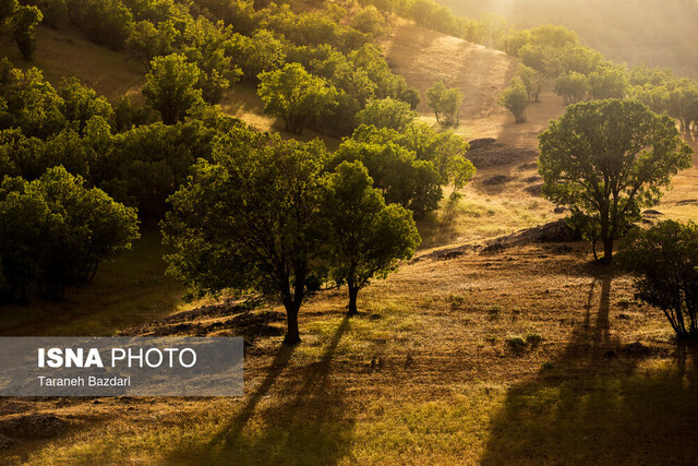 شناسایی ۱۸۰۰ گونه گیاهی اختصاصی ایران