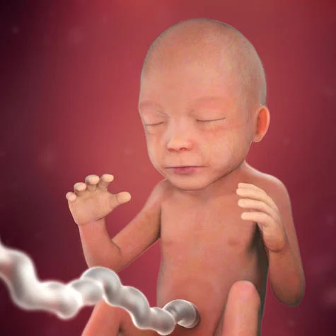 A five-month-old fetus and its changes in the fifth month of pregnancy