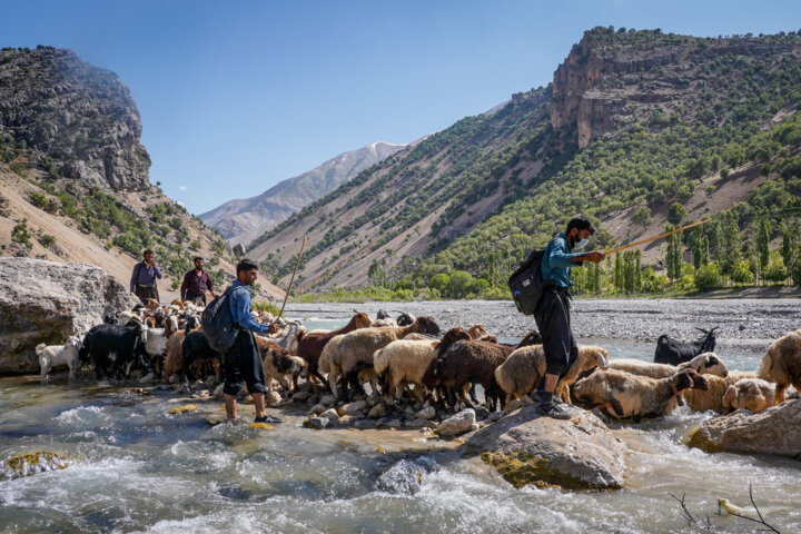 اختصاص ۴۰۰۰ تن نهاده دامی به عشایر استان تهران جهت استقرار در مناطق گرمسیری