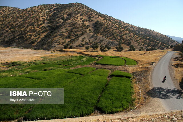 خشک‌کنانِ کشکان