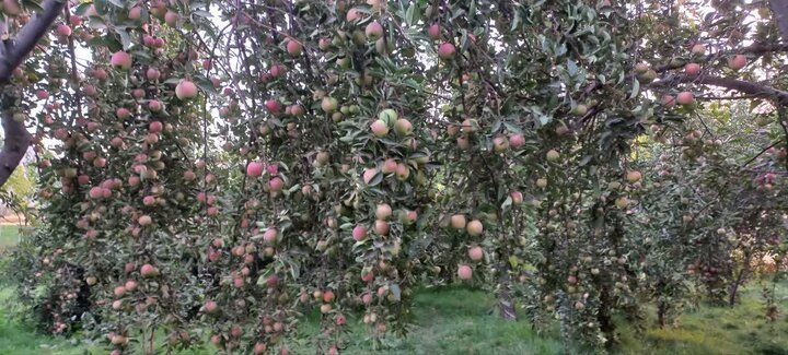 اقدام زیبا از بانوان روستای انصارالامام همدان  در حمایت از مقاومت